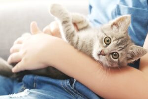 Почему кошку тошнит от сухого корма?