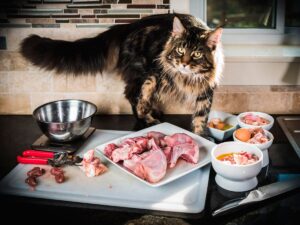 Почему нельзя смешивать сухой кошачий корм и натуралку?