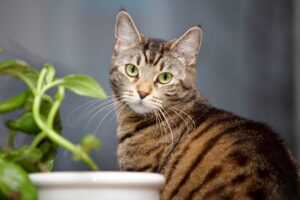 Как подружиться с котом: советы для создания доверительных отношений с питомцем