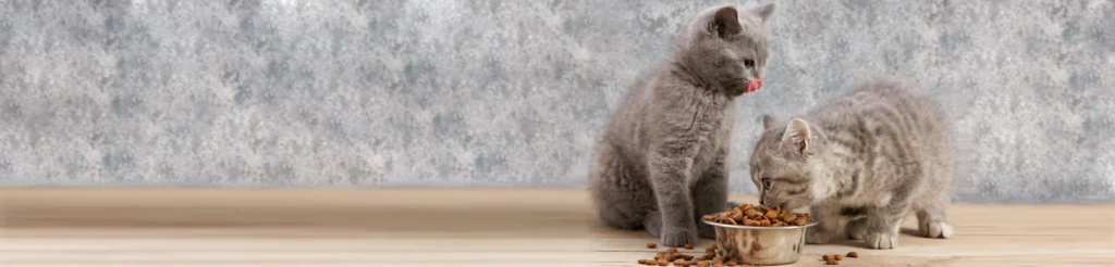 Как приучить котенка есть сухой корм?