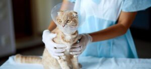 Кошка после наркоза: как ухаживать за питомцем в восстановительный период