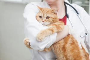 Чем опасны дешёвые корма для кошек?