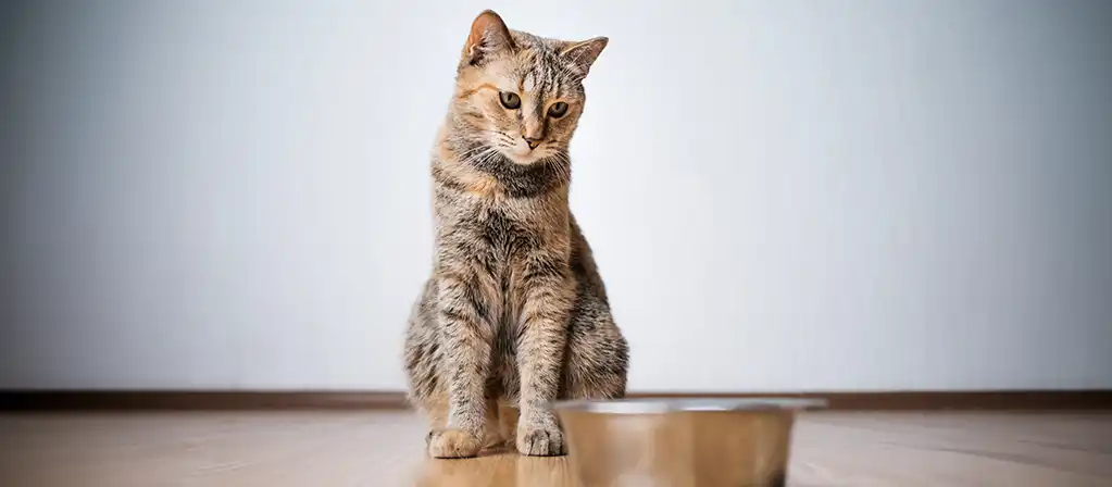 Чем опасны дешёвые корма для кошек?