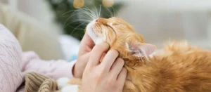 Как подружиться с котом: советы для создания доверительных отношений с питомцем