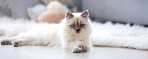Вегетарианские корма для кошек: угроза или хорошая альтернатива?