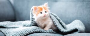 Как приучить котенка есть сухой корм?